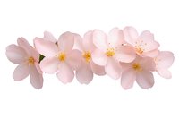 Delicate pink cherry blossoms in row arrangement on white background, isolated floral element for spring design projects and seasonal decorative layouts.