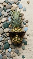 Cool pineapple wearing sunglasses surrounded by smooth beach stones on sand creating fun summer vacation vibes for tropical holiday concepts.
