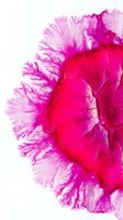 Vibrant magenta and pink ink diffusion creating organic, flowing patterns with feathered edges against white background for creative design projects.