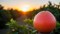 Fresh ripe grapefruit hanging on tree branch during golden hour sunset in citrus grove orchard with warm sunlight and bokeh background for healthy eating.