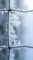 Delicate hoarfrost crystals forming intricate ice patterns on wire fence in cold winter morning light creating natural frozen artwork.