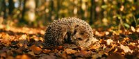 Adorable hedgehog resting among colorful autumn leaves in golden sunlight, perfect for wildlife photography and seasonal nature content.