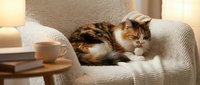 Adorable tabby cat relaxing on cozy armchair in warm sunlit living room. Perfect for home decor, pet care, and lifestyle content.