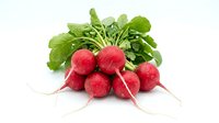 Fresh red radishes bunch with green leaves isolated on white background, vibrant organic vegetables for healthy food and nutrition concepts.