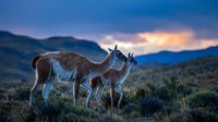 Two guanacos standing in Patagonian landscape during golden hour sunset with mountain silhouettes and dramatic purple sky in background.