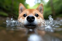 Adorable Shiba Inu dog swimming in clear water with splashes around face, outdoor summer activity, pet exercise and recreation in natural environment.