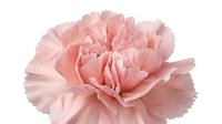 Pink carnation flower with ruffled petals isolated on white background for wedding decorations, greeting cards, floral arrangements and romantic designs.