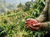 Farmer holding freshly harvested red coffee cherries in hands over plantation landscape, agricultural harvest and crop production for beverage industry.