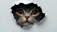 Curious cat peeking through torn paper hole, amber eyes staring directly at viewer with playful expression against gray background.