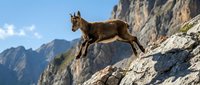 Wild mountain goat leaping across rocky cliff face with dramatic alpine peaks and blue sky background in natural wilderness habitat.