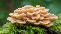 Cluster of fresh oyster mushrooms growing on green moss in natural environment, displaying delicate peach-colored gills and layered formation.