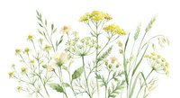 Watercolor wildflowers and herbs with chamomile, yarrow, and grass on white background, isolated botanical arrangement for cards and prints.