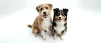 Two adorable mixed breed dogs sitting together on white background, brown and white terrier with black and white border collie, pet friendship concept.