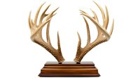 Large deer antlers mounted on wooden display base against white background, isolated hunting trophy with symmetrical points and natural brown coloration.