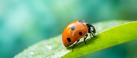 Red ladybug with black spots crawling on fresh green leaf with water droplets in soft blurred natural background for spring garden and nature concepts.