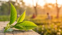 Young tea leaves on ground with blurred plantation workers and golden sunset light in background. Fresh green foliage for agriculture, farming, and beverage industry concepts.