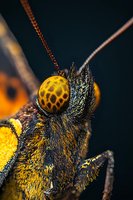 Extreme macro photography of butterfly head showing detailed compound eye, antennae and fuzzy scales in vibrant yellow and black colors against dark background.