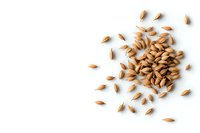 Scattered brown barley grains on white background with copy space, isolated healthy cereal for brewing and cooking. Natural organic food ingredient.