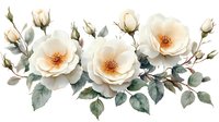 Delicate cream roses with buds and sage green leaves in watercolor style composition on white background, isolated floral arrangement for wedding design.