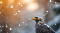 Majestic eagle in profile against blurred winter background with falling snow and warm golden bokeh lights creating atmospheric nature scene.