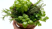 Fresh aromatic herbs in wicker basket held by hands including basil, rosemary, thyme and parsley for cooking and culinary applications.