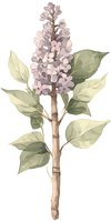 Delicate watercolor lilac branch with soft pink blooms and sage green leaves on isolated background, suitable for botanical prints and stationery design.