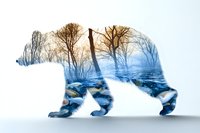 Double exposure silhouette of polar bear filled with winter forest landscape, snowy trees and flowing river against white background, artistic nature concept.