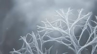 Delicate frost-covered bare tree branches against soft gray winter sky creating ethereal seasonal nature scene for cold weather designs and winter concepts.