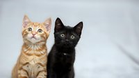 Two adorable kittens sitting together on white fabric, orange tabby and black cat with bright eyes looking at camera for pet adoption concepts.