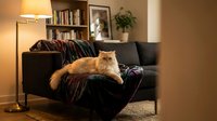 Orange tabby cat relaxing on dark sofa with plaid blanket in cozy living room with warm lighting, bookshelf and houseplant creating homey atmosphere.