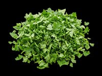 Chopped fresh parsley pile isolated on transparent background, ready for food design, restaurant menus, recipe cards, stickers, print on demand, and culinary clipart use.
