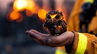 Small owl perched on firefighter's gloved hand with glowing orange bokeh background, dramatic night rescue scene showing wildlife protection and emergency service.