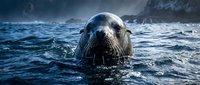 Curious sea lion swimming in dark blue ocean waters with dramatic cloudy sky background, marine wildlife in natural habitat for conservation campaigns.