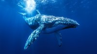 Majestic humpback whale swimming in deep blue ocean waters, sunlight filtering through surface creates ethereal underwater atmosphere.