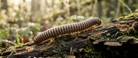 Brown millipede crawling on decomposing log in forest floor with natural lighting and organic textures for nature and wildlife content.