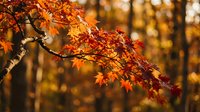 Vibrant autumn maple branch with orange and red leaves against blurred golden forest background, showcasing seasonal fall foliage transformation.
