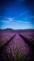 Vast lavender field with purple blooms stretching toward distant mountains under clear blue sky with wispy clouds, ideal for travel, agriculture, and nature-themed projects.