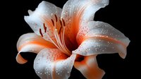 Macro shot of orange and white lily flower with water drops on dark background, dramatic lighting highlights delicate petals and stamens. Perfect for floral design.