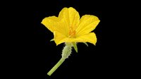 Bright yellow squash blossom isolated on transparent background, ready for stickers, clipart, print on demand, sublimation, and t-shirt design use.