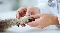 Veterinarian holding dog paw during medical examination, showing compassionate pet healthcare in animal clinic setting.