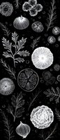 White line art on black background featuring botanical elements including onions, citrus slices, flowers, and herbs in a decorative arrangement. Suitable for menu design.