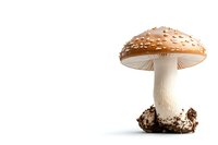 Fly agaric mushroom with orange-brown cap and white stem isolated on white background, useful for nature guides and foraging education.
