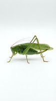 Green grasshopper isolated on white background, side view. Suitable for educational materials, nature illustrations, insect guides, and design projects.