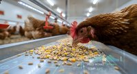 Brown hen eating grain feed in modern poultry farm with automated feeding system. Commercial egg production facility with healthy chickens.