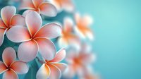 Pink and coral plumeria flowers in soft focus against turquoise background, creating dreamy tropical atmosphere for spa, wellness and relaxation designs.