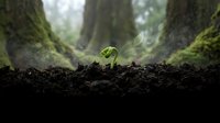 Small green seedling sprouting from dark soil in misty forest with moss-covered tree trunks creating natural frame for new life and growth concept.