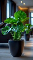 Lush monstera plant with vibrant green split leaves growing in modern black pot against blurred interior background, dramatic lighting highlights tropical foliage.