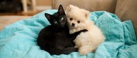 Adorable black and white kittens cuddling together on a soft turquoise blanket, perfect for pet care, animal companionship, and family-friendly content.