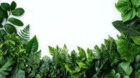 Lush tropical foliage border with green monstera, fern and philodendron leaves arranged on white background, isolated design element for nature layouts.