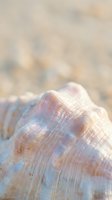 Closeup of iridescent seashell with pearlescent surface texture and natural striations on sandy beach background.